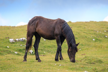 cavallo al pascolo in val Badia