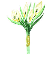 watercolor wedding bouquet of white callas and leaves on a white background