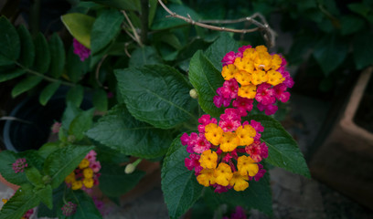 Fototapeta na wymiar purple and yellow Lantana flower