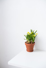 Fresh natural yellow daffodils in ceramic pot on white table near empty wall