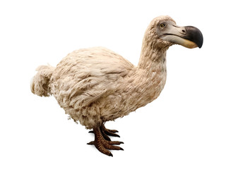 Dodo isolated on white. Stuffed dodo bird, an extinct flightless bird from Mauritius, east of...