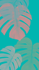 monstera color abstract background