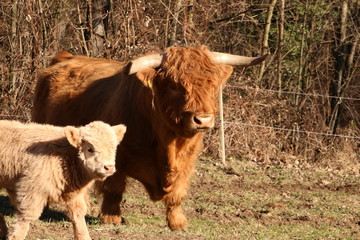 Highland cow and calf scottish