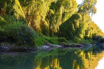 Shoreline of Danube river overgrown of green thick thickets of trees and wild grapes on the banks at summer sunset
