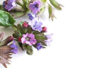 A beautiful spring bouquet, Pulmonaria officinalis , common names lungwort, common lungwort, Mary's tears or Our Lady's milk drops, on a wooden white background .Edible ,healthy .