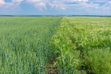 Ukrainian country landscape with unripe wheat beside rye field at summer season