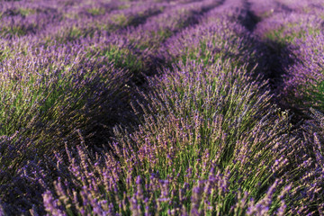 Obraz premium Blooming lavender field with purple flower bushes in Vojvodina, Serbia. Summer floral landscape, bloomfield row with violet herbs. Blossoming meadow with french lavender flower bush closeup.