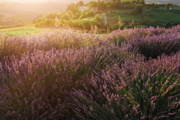 Blooming lavender field with golden evening light in Serbia. Summer rural landscape, bloomfield...