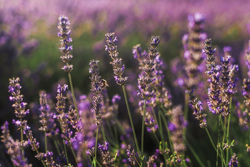 Obraz premium Blooming lavender purple field with feeding honeybee in Vojvodina, Serbia. Summer floral landscape, bloomfield with violet herbs. Blossoming meadow with french lavender flower bush closeup.