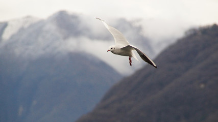 Gabbiano