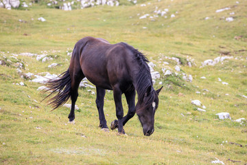 cavallo al pascolo in val Badia