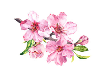 Pink sakura blossom, flourish spring twig of almond, cherry, apple . Floral watercolor