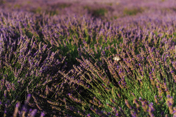 Fototapeta na wymiar Butterfly on blooming lavender field with purple flower bushes in Vojvodina, Serbia. Summer floral bloomfield with violet herbs closeup view. Blossoming french lavender meadow in golden evening light.