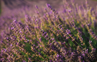 Blooming lavender field with purple flower bushes in Serbia. Summer floral landscape, bloomfield with violet herbs. Blossoming meadow with french lavender flower bush closeup.