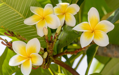 Yellow and White Frangipani Flowers