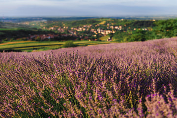 Fototapeta na wymiar Blooming lavender field with golden evening light in Serbia. Summer rural landscape, bloomfield with purple herbs. Blossoming meadow with french lavender purple flower rows.