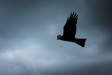 Flying through the dark sky