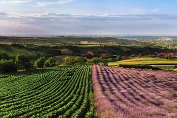 Lavender and green bean fields in Vojvodina, Serbia. Summer rural landscape with bloomfield and rows of legumes plants. Blossoming french lavender meadow, blooming purple flowers in evening light.