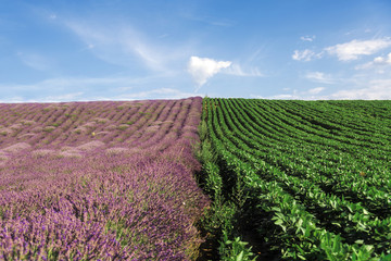 Fototapeta na wymiar Lavender and green bean fields in Vojvodina, Serbia. Summer pastoral landscape with lavandula and rows of legumes plants. Blossoming french lavender meadow, blooming purple flowers against blue sky.