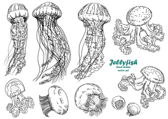 Jellyfish collection. Hand drawn vector set. Black and white illustration. © JeannaDraw