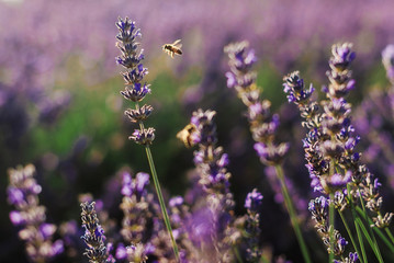 Blooming lavender purple field with flying honeybees in Vojvodina, Serbia. Summer floral landscape, bloomfield with violet herbs. Blossoming meadow with french lavender flower bush and bees closeup.