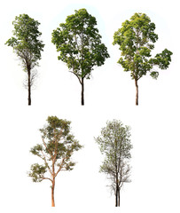 Trees on white background , Isolated trees, The collection of trees