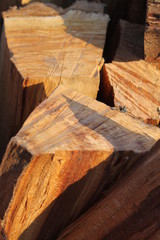 Wood texture, firewood. cut of a tree at sunset.