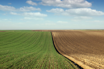 Fototapeta na wymiar young green wheat and plowed field in spring landscape