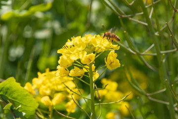 菜の花とミツバチ　canola flower＆Bee　佐賀県　嘉瀬川