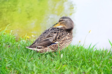 Duck on the green grass near the lake turned her neck