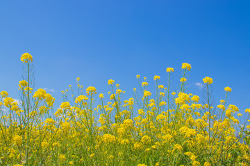 菜の花と青空　canola flower＆ blue sky　嘉瀬川　佐賀県
