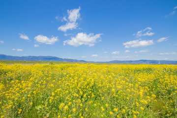 Obraz premium Kwiaty rzepaku i błękitne niebo kwiat rzepaku i błękitne niebo Kasegawa Saga
