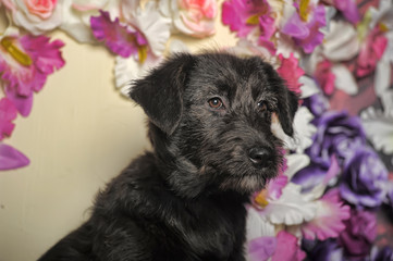 black puppy on a background of flowers in the studio