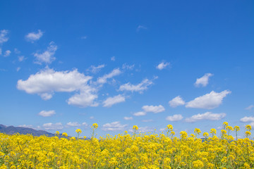 菜の花と青空　canola flower＆ blue sky　嘉瀬川　佐賀県