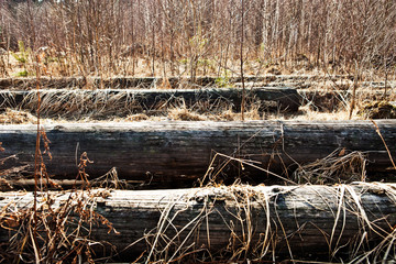 logs the old dry grass and bushes dry