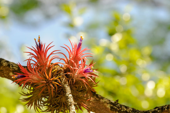 Tillandsia in Bl&uuml;te