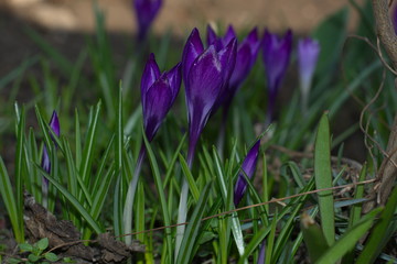 spring crocus flowers