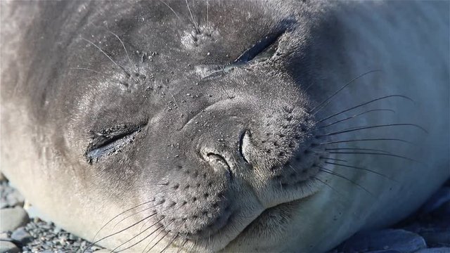 Fur seal sleeping on a stone beach in South Georgia. Fur seal face close up.