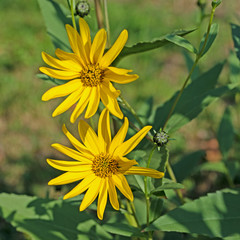 Blühende Topinambur, Helianthus tuberosus