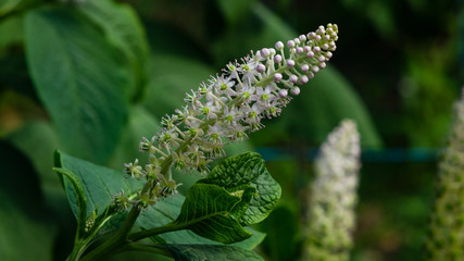 Indian poke or Phytolacca acinosa blossom close-up at flowerbed, selective focus, shallow DOF