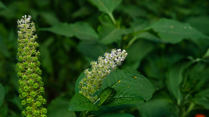 Indian poke or Phytolacca acinosa blossom close-up at flowerbed, selective focus, shallow DOF