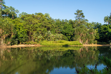 Fototapeta premium Trees and sky reflecting in a small lake in public gardens in Singapore