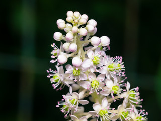 Indian poke or Phytolacca acinosa blossom close-up at flowerbed, selective focus, shallow DOF