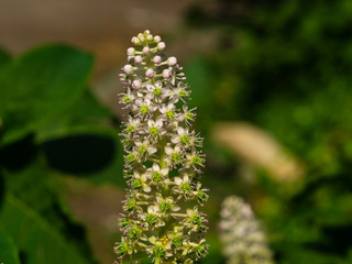 Indian poke or Phytolacca acinosa blossom close-up at flowerbed, selective focus, shallow DOF