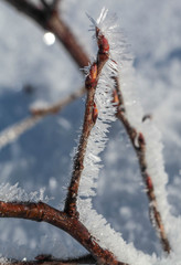 Frozen twig