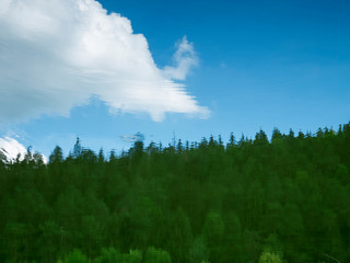 Forest as a reflection in the lake