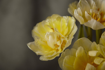 Obraz premium bouquet of yellow tulips