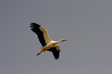 Stork flying to the nest