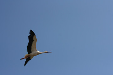 Stork flying to the nest