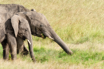 African elephants eating the lush green grass of the Masai Mara